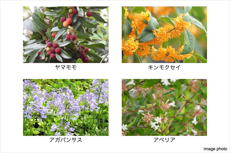 植栽計画のイメージ画像